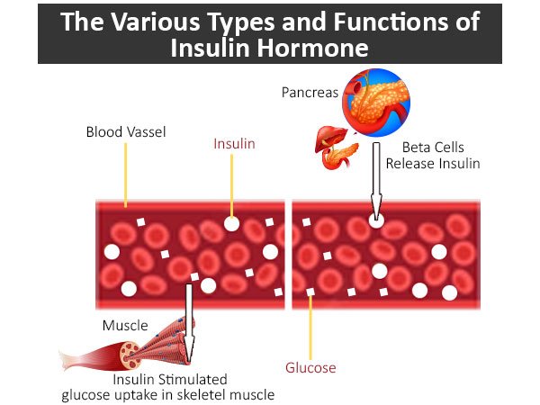 The various types and functions of Insulin hormone