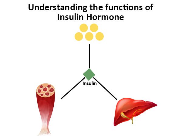 Understanding the functions of Insulin Hormone